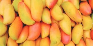 mango